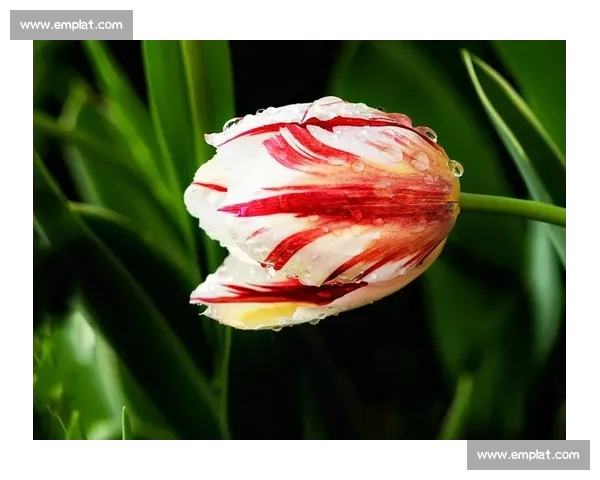 荷兰郁金香绽放，加克波助攻数据令人期待！